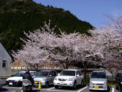 北九州は八幡付近の、河内貯水池という所の桜です