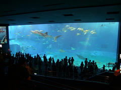 これぞ美ら海水族館の見せ場！
