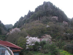 深耶馬渓周辺にて…桜が咲いてますね♪