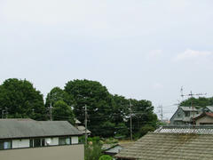 暑そうな空…と木々…