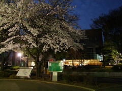 桜も満開だった千葉大学構内（奥に Colza があります）