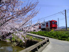 筑肥線の車両は、春の季節に合いますね♪