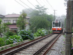 沿線のアジサイも、こんな感じに咲いています♪