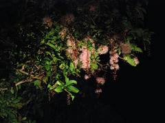 木から垂れ下がって咲く、サガリバナ…明け方には、この花の部分だけポトリと落ちてしまうのです