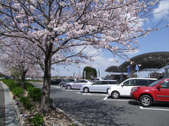 そういえば、桜が綺麗な時期でした