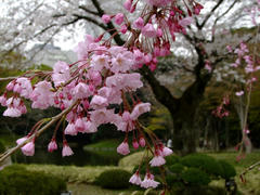 色が濃いめの桜も綺麗です