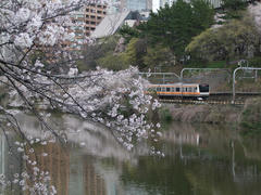 飯田橋駅～市ヶ谷駅付近の外堀の桜