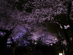 ＬＥＤでライトアップされた夜桜も綺麗♪