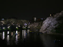 都内の桜の名所で有名な千鳥ヶ淵