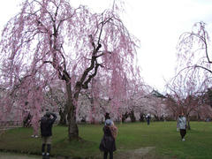 枝垂桜も良い感じ！
