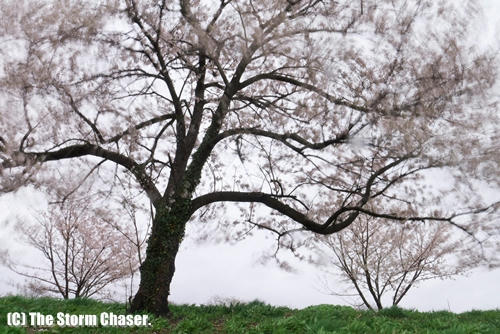 桜