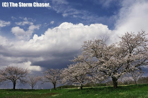 桜と雄大雲