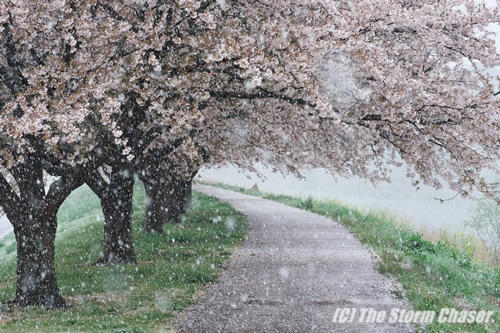 名残雪