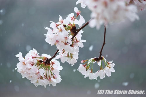 雪桜
