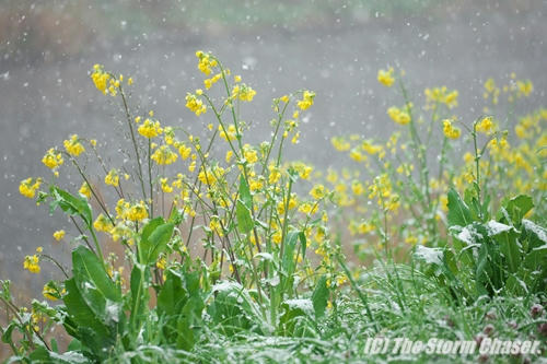 菜の花と雪