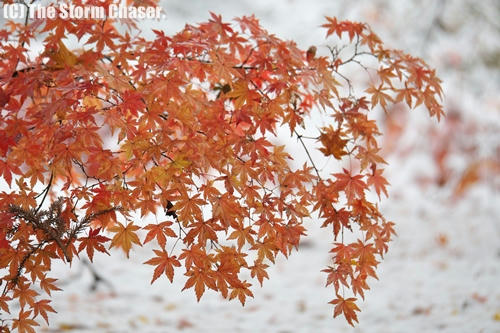 雪と紅葉