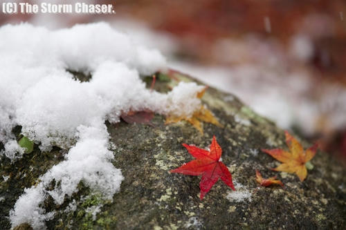 雪と紅葉