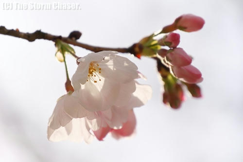 ソメイヨシノ開花