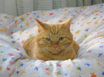 kutsurogi-chitta-anime.gif