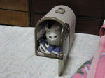 cage-chobi.jpg