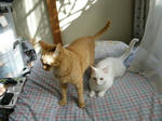 gantan-neko.jpg