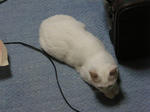 tsuchinoko-chobi.jpg