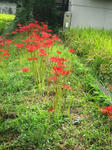 IMG_8459.JPG