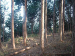 resize4267.jpg