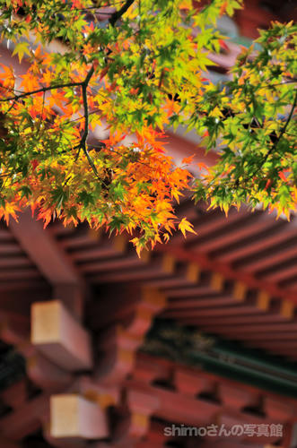 清水寺の紅葉02