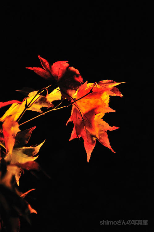 闇に踊る紅葉