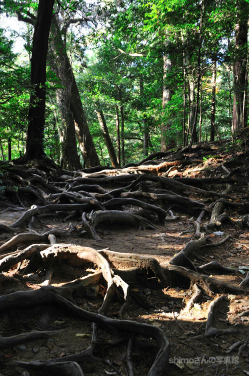 木の根道