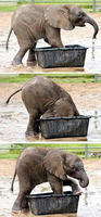 沐浴する小象