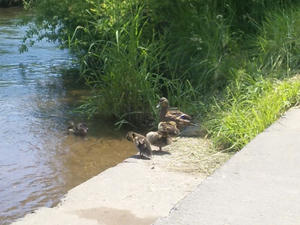 Dvc00004.jpg