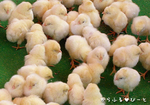 ぴよぴよぴよ・・・