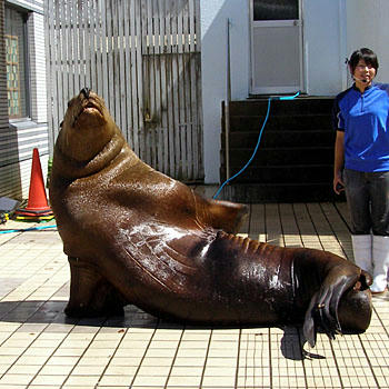 芸達者なアザラシ君