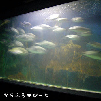 大水槽