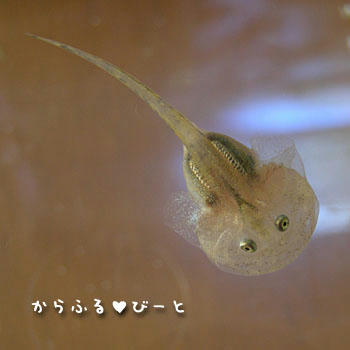 バジェット君