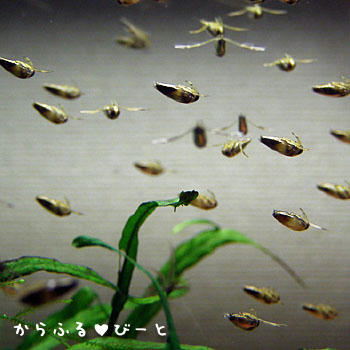 コマツモムシ？