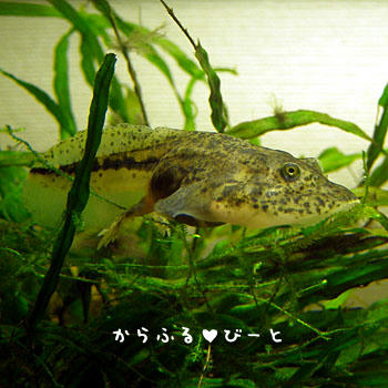 おおきくなったでしょ！