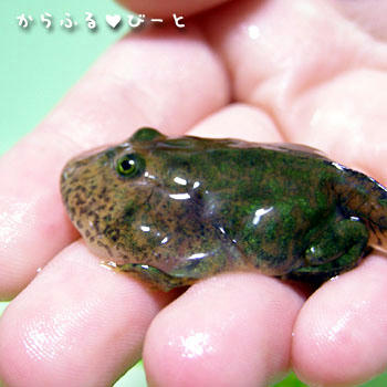 カエルまんじゅう？