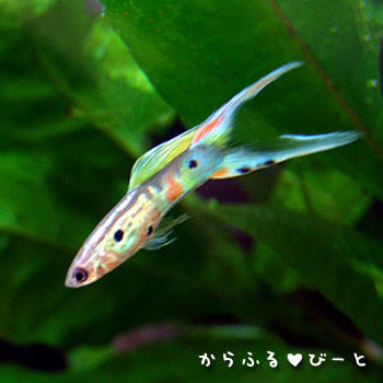 ウィーンエメラルド