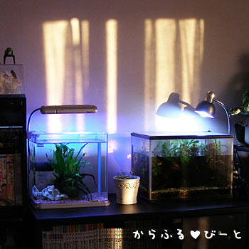 ミニアクアリウム