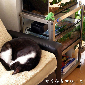 こんなトコロにも水槽が！