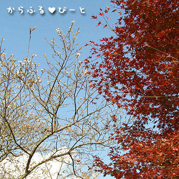 四季桜とモミジ