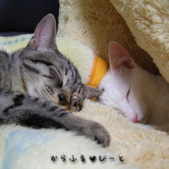 影虎＆バロン