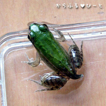 チビダルマ君
