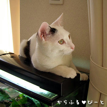 バロン