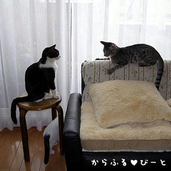 プリン＆カゲトラ＆バロン