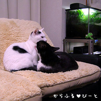 バロンとプリン