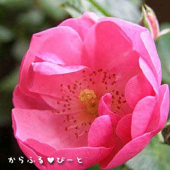 アンジェラ